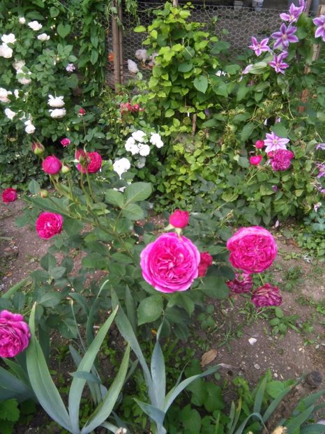  - Gradina 2017