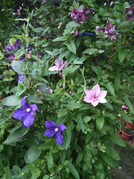  - Gradina 2017