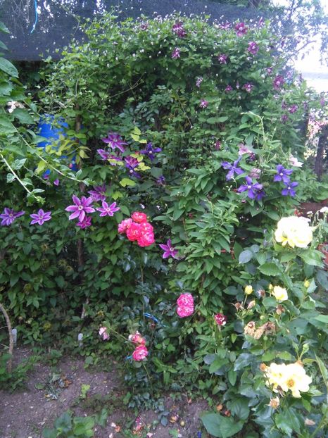  - Gradina 2017