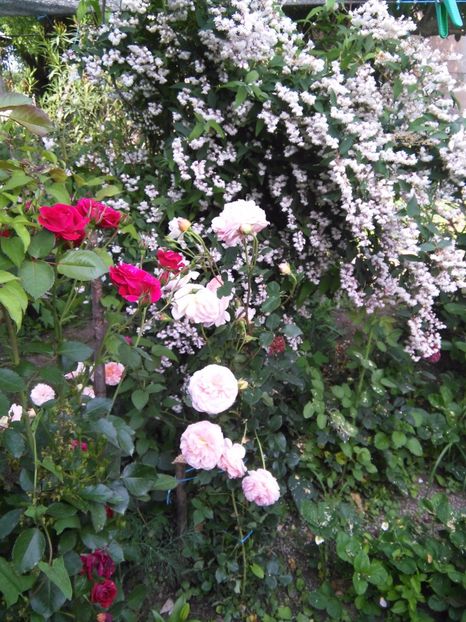  - Gradina 2017