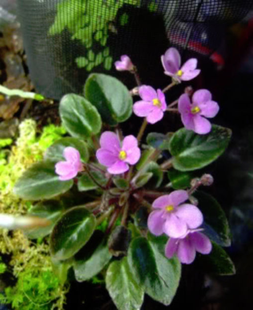 Little Lizzy - Violete - caut