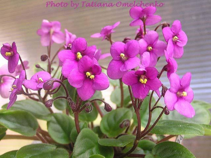 Perk Up - Violete - caut