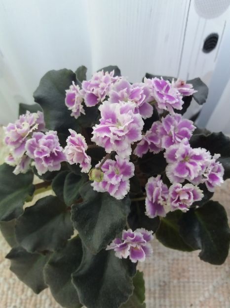 7 iunie (28 - ZZ Heritage Frolic