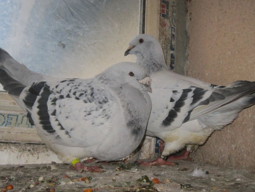 REGELE&VALEVSKA(M2011&F2016) - CUPLURI PENTRU 2017