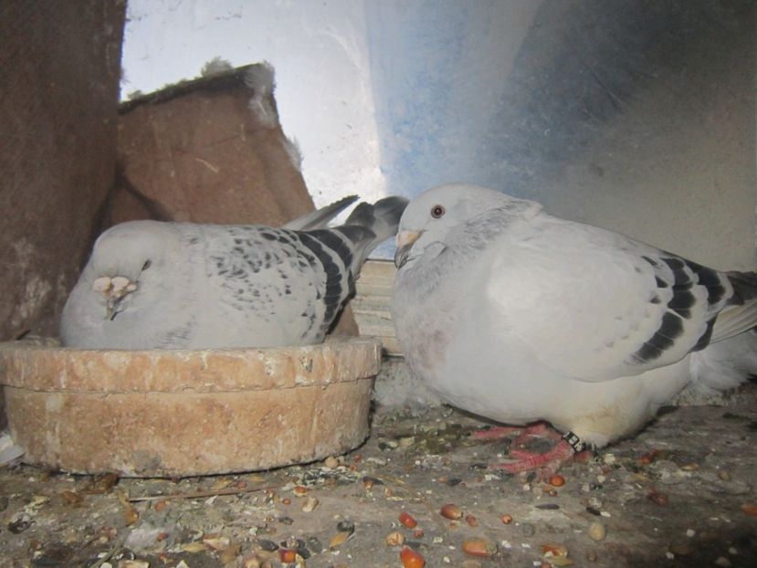  - CUPLURI PENTRU 2017