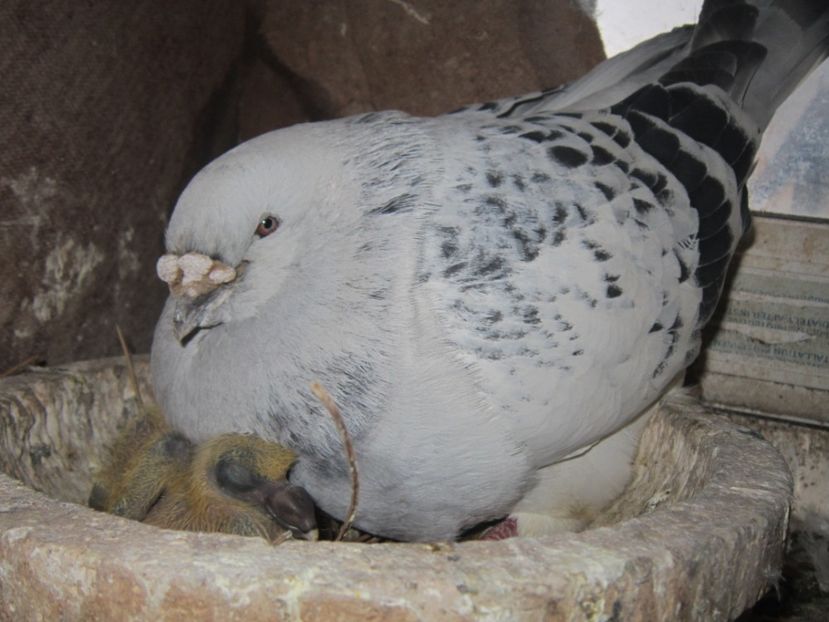  - CUPLURI PENTRU 2017