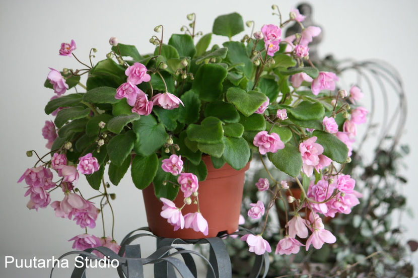 Taita - Violete - caut