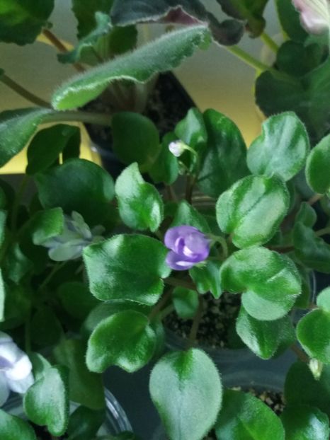 6 iunie - Rob s Humpty Doo Sport