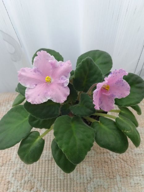 7 iunie - ZZ Kostia s Fantasy