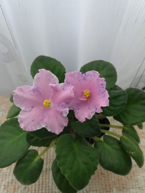 7 iunie - ZZ Kostia s Fantasy