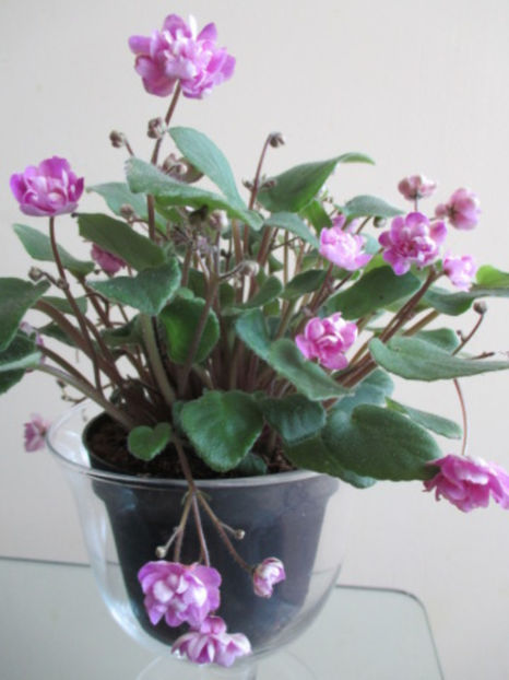 Taita - Violete - caut