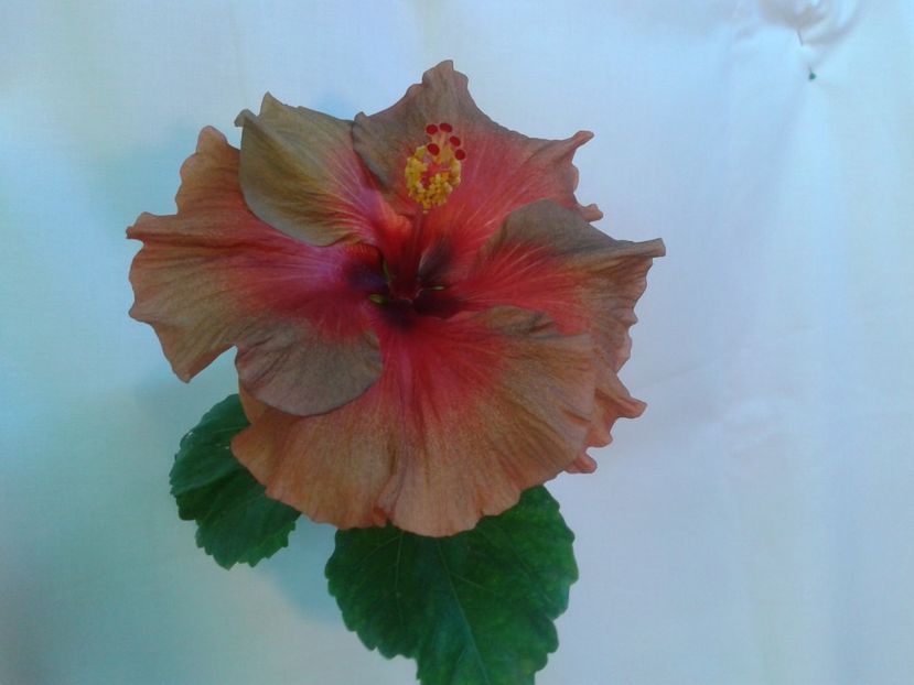 Fotografie0096 - HIBISCUS 2017---2018