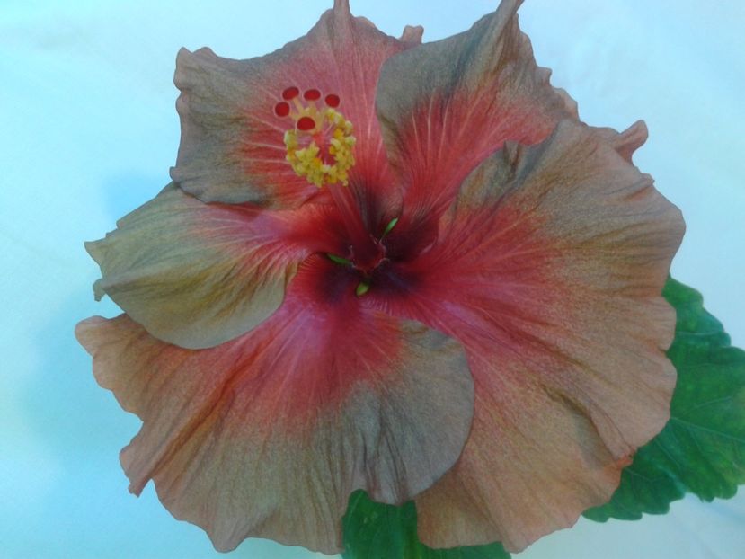 Fotografie0094 - HIBISCUS 2017---2018