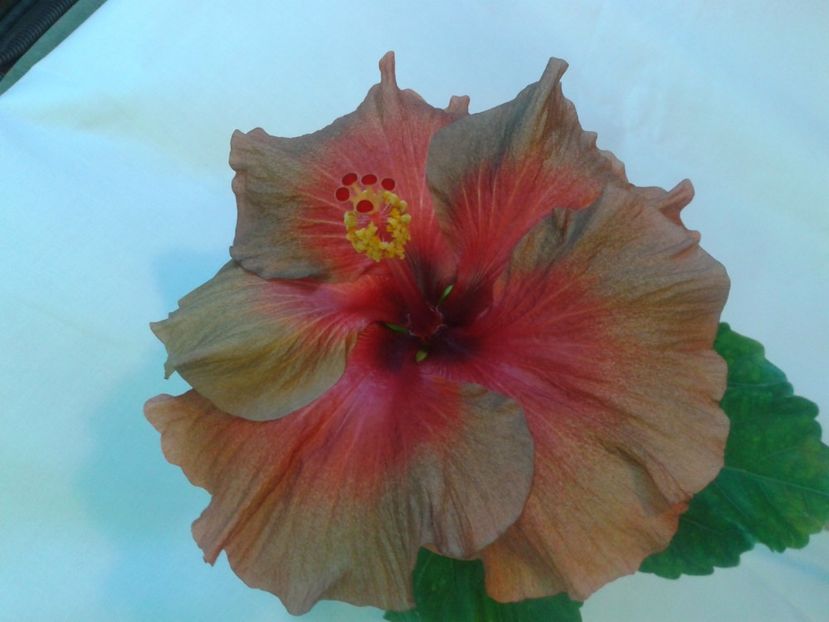 Fotografie0093 - HIBISCUS 2017---2018