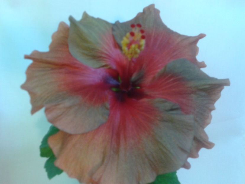 Fotografie0092 - HIBISCUS 2017---2018