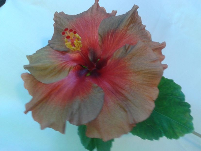 Fotografie0091 - HIBISCUS 2017---2018