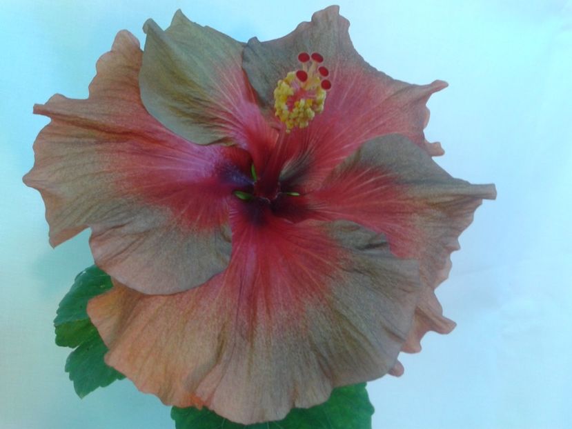 Fotografie0090 - HIBISCUS 2017---2018