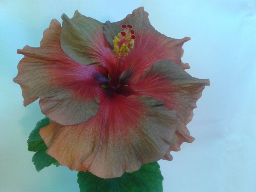 Fotografie0089 - HIBISCUS 2017---2018