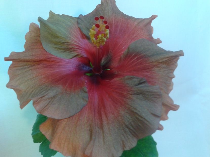 Fotografie0088 - HIBISCUS 2017---2018