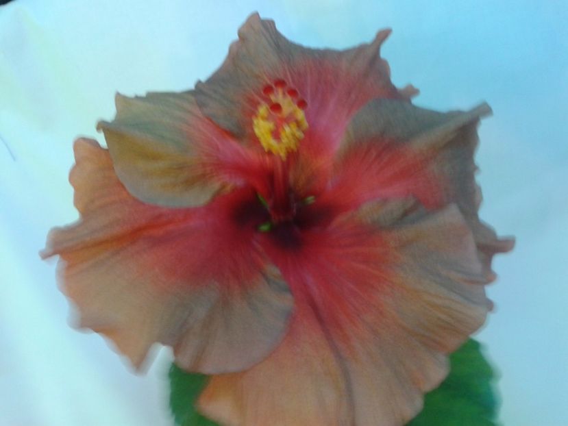 Fotografie0087 - HIBISCUS 2017---2018