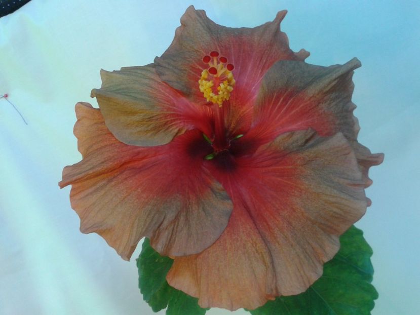 Fotografie0086 - HIBISCUS 2017---2018