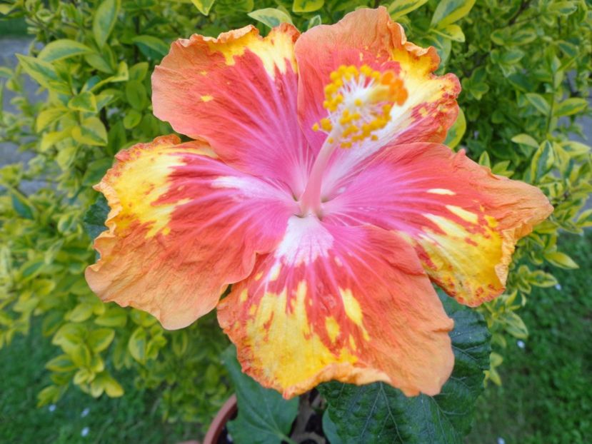  - HIBISCUS LADY BUG