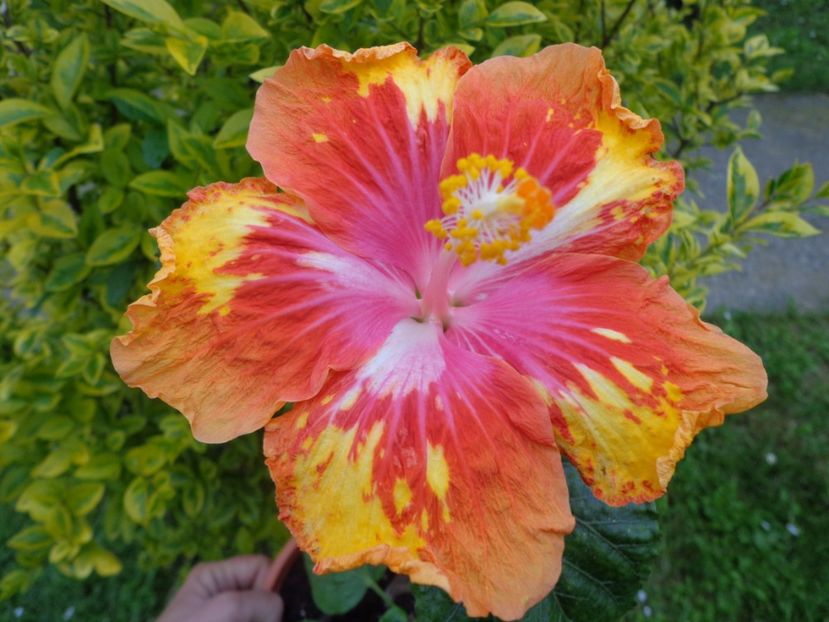  - HIBISCUS LADY BUG