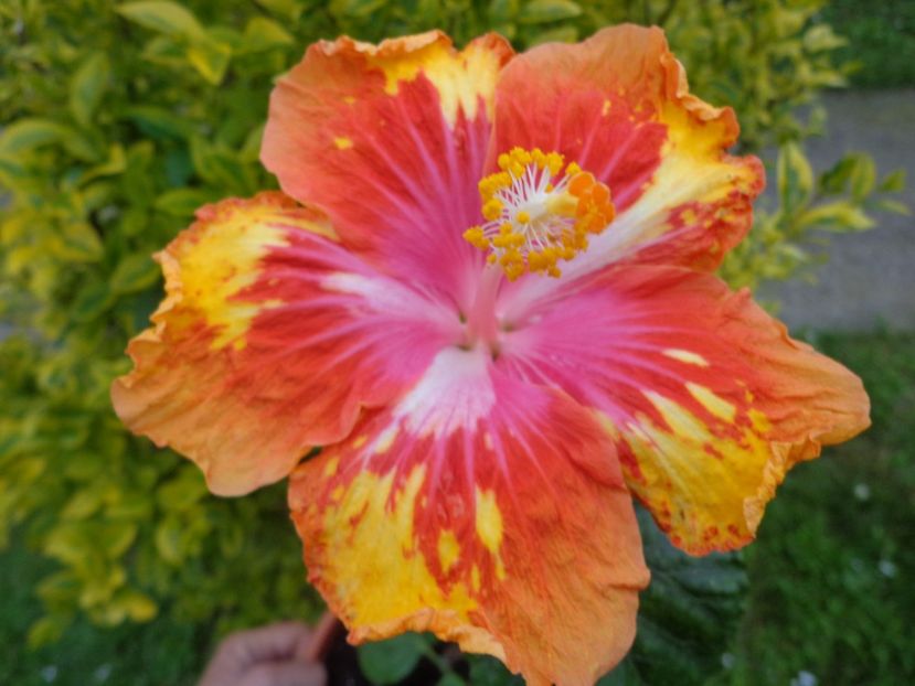  - HIBISCUS LADY BUG