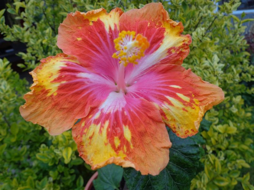  - HIBISCUS LADY BUG