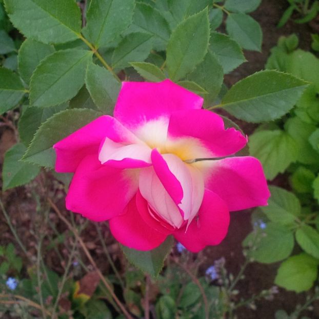 romantic ruffle - trandafiri 2017