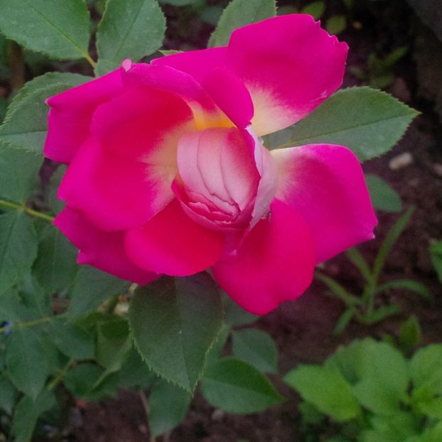 romantic ruffle - trandafiri 2017