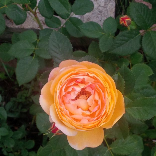 rosomane janon - trandafiri 2017