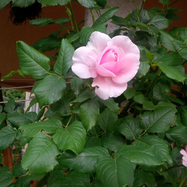 nahema - trandafiri 2017