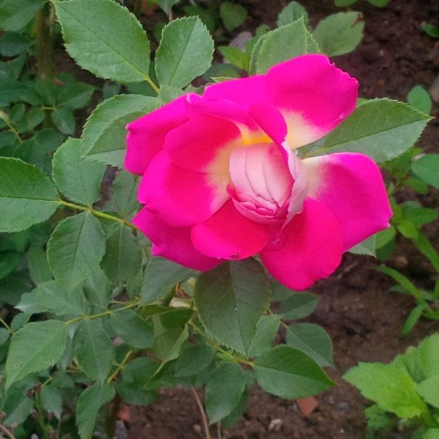 romantic ruffle - trandafiri 2017