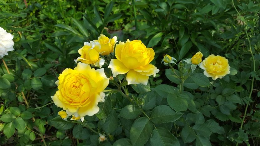  - Tantau - Inka rose