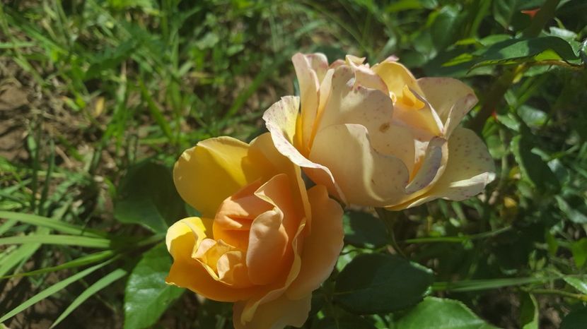  - Poulsen - Olympic Palace rose