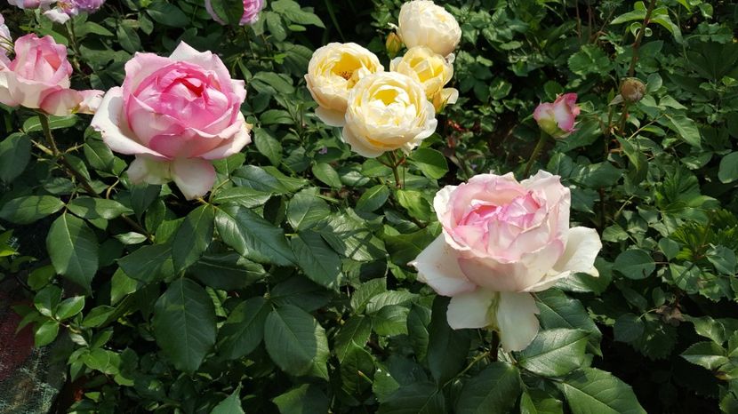  - Meilland -Honore de Balzac