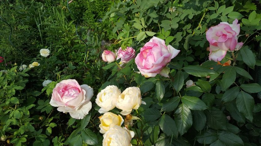  - Meilland -Honore de Balzac