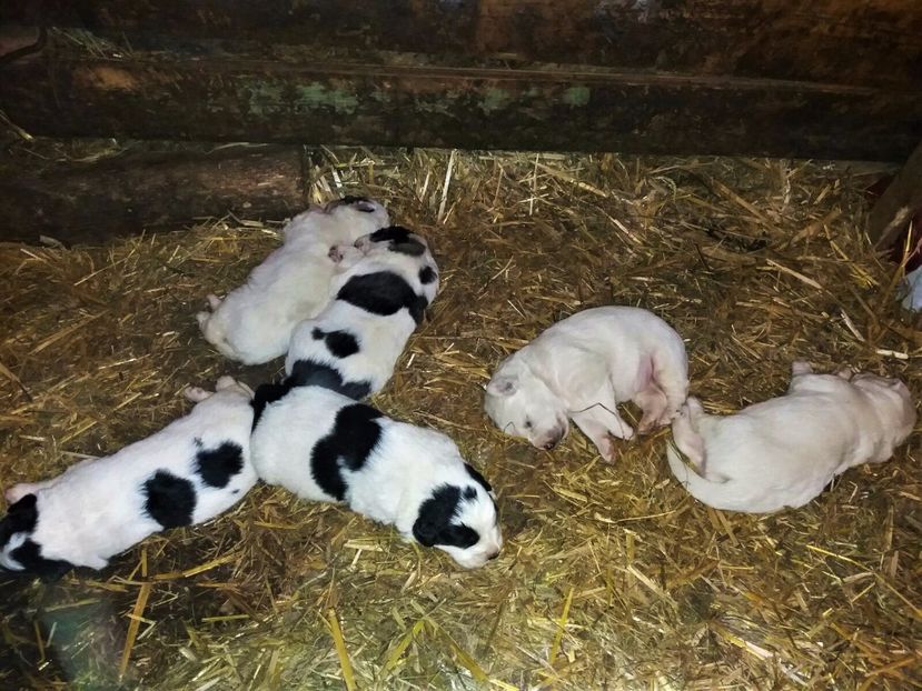 WhatsApp Image 2017-05-21 at 14.42.32 - Catei Ciobanesc de Bucovina 2017