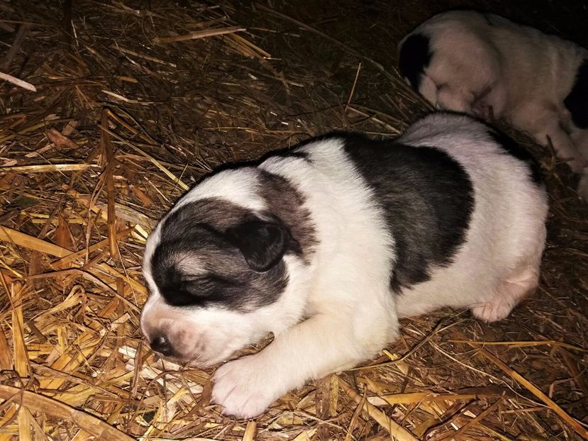 WhatsApp Image 2017-05-21 at 14.48.03 (1) - Catei Ciobanesc de Bucovina 2017