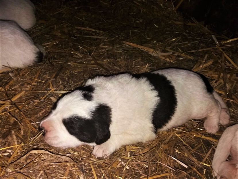 WhatsApp Image 2017-05-21 at 14.49.49 - Catei Ciobanesc de Bucovina 2017