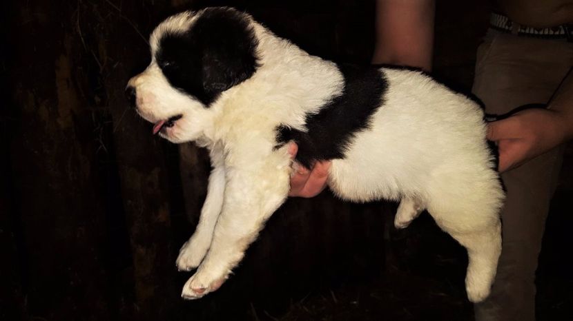 WhatsApp Image 2017-05-31 at 20.03.42 - Catei Ciobanesc de Bucovina 2017