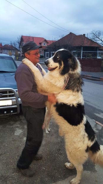 Tata - Catei Ciobanesc de Bucovina 2017