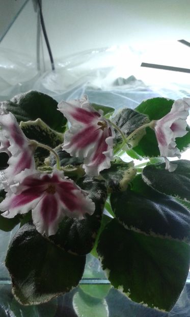 LE Margarita - VIOLETE DE COLECTIE 2017