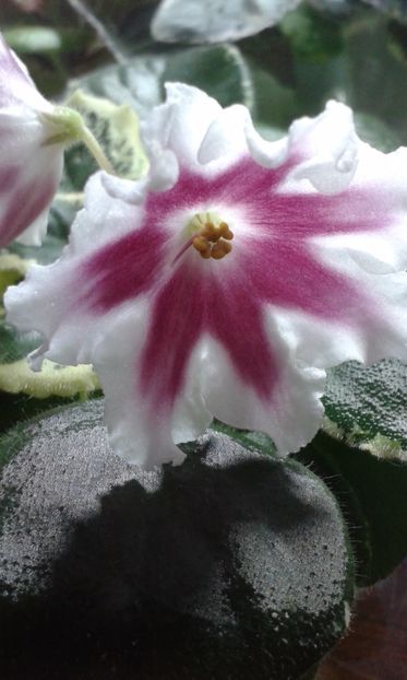 LE Margarita - VIOLETE DE COLECTIE 2017