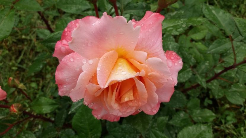 1496903032784-222317908 - Augusta Louise