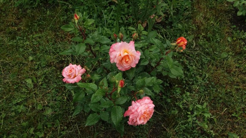 1496903143007-519944101 - Augusta Louise