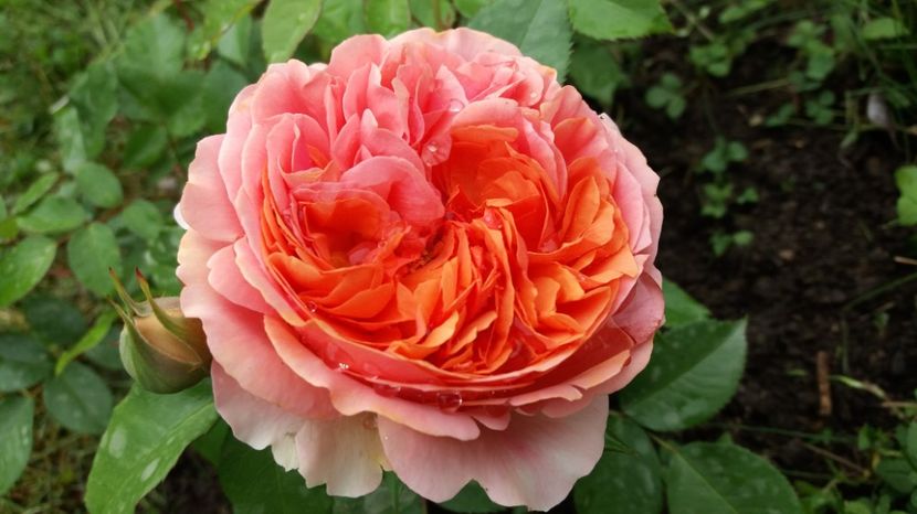 1496903196388-1547678199 - Chippendale