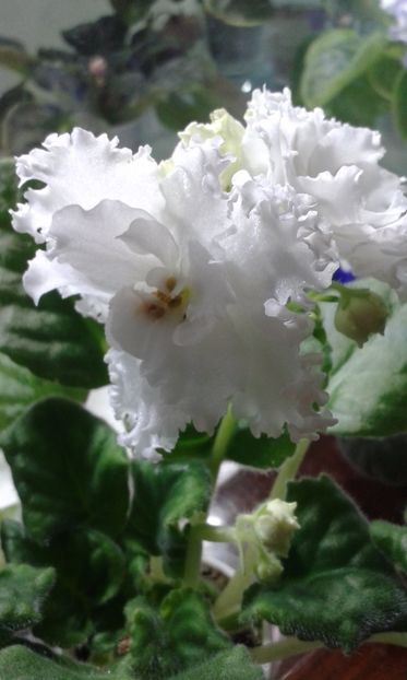 LE Martina sport - VIOLETE DE COLECTIE 2017