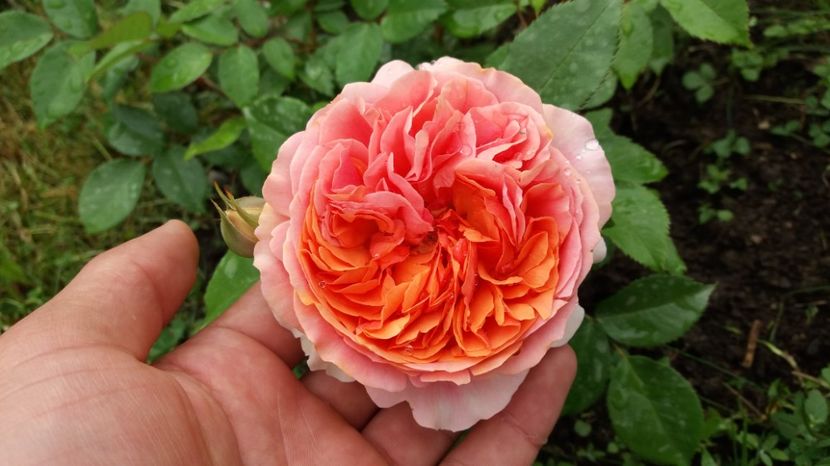 Nebunieee - Chippendale